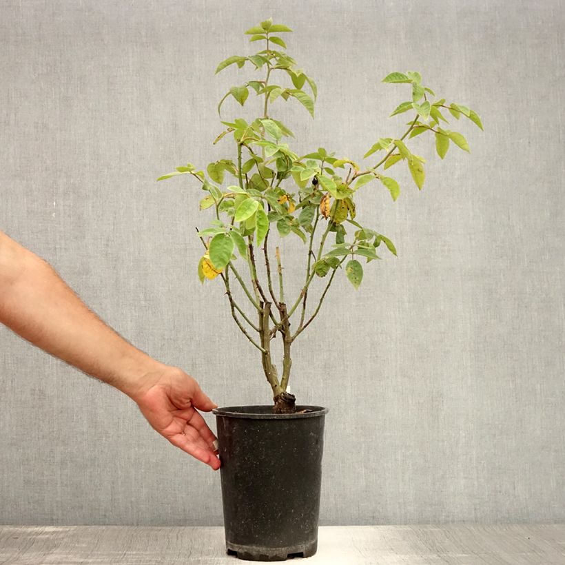 Exemplar von Rosa multiflora Seven Sisters Rose - Kletterrose Topf mit 4L/5L wie im Sommer geliefert