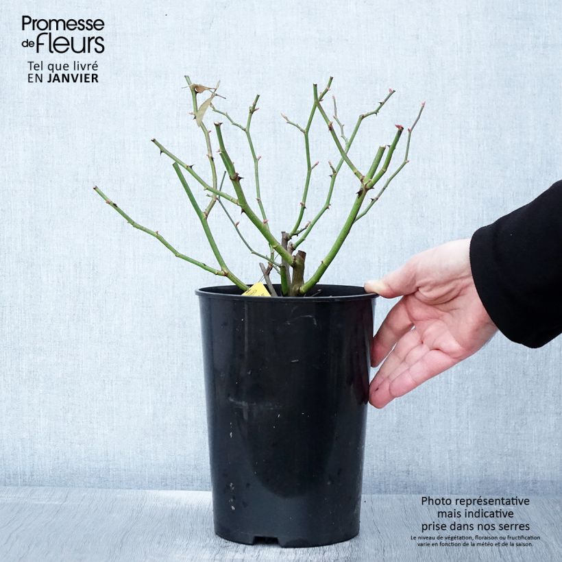 Exemplar von Rosa Siluetta Sunny - Kletterrose Topf mit 4L/5L wie im Winter geliefert