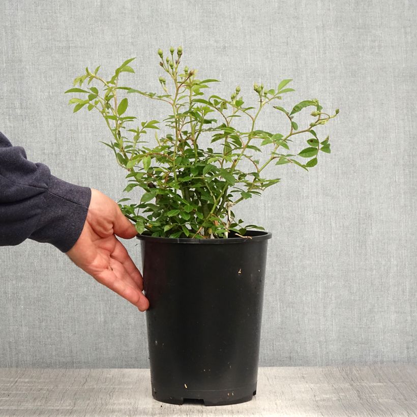 Exemplar von Rosa Siluetta Sunny - Kletterrose Topf mit 4L/5L wie im Frühjahr geliefert