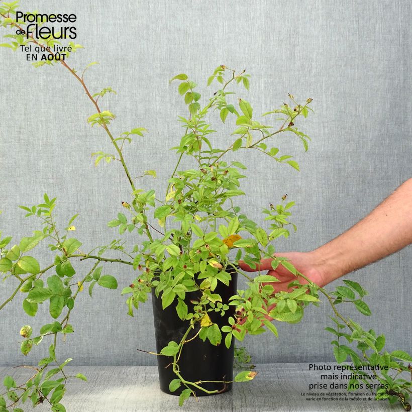 Exemplar von Rosa Siluetta Sweet - Kletterrose Topf mit 4L/5L wie im Sommer geliefert