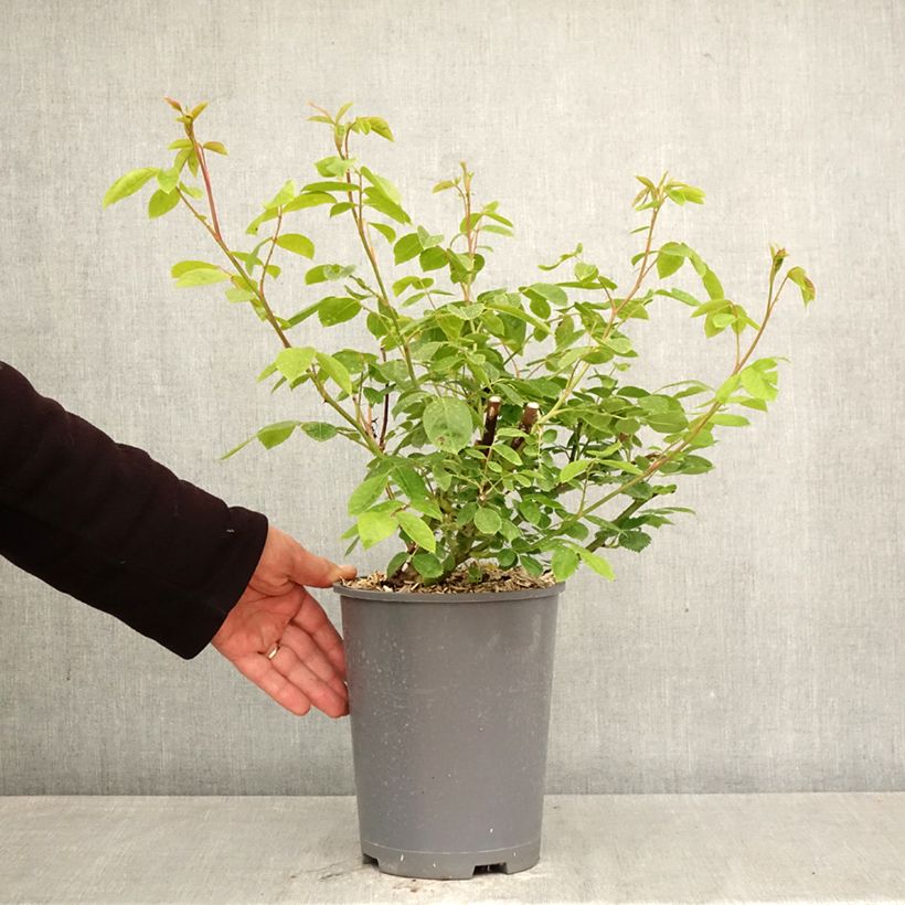 Exemplar von Rosa Sourire d'Orchidée - Kletterrose Topf mit 4L/5L wie im Frühjahr geliefert