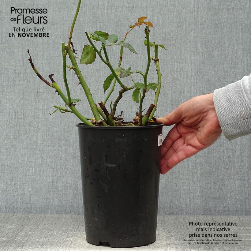 Exemplar von Rosa Sympathie - Kletterrose Topf mit 4L/5L wie im Herbst geliefert