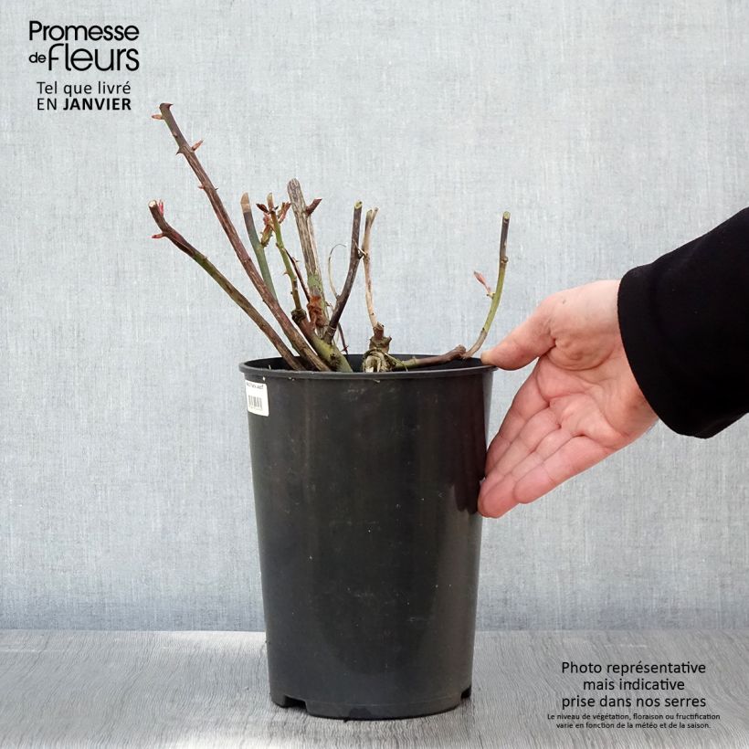 Exemplar von Rosa That's Jazz - Kletterrose Topf mit 4L/5L wie im Winter geliefert