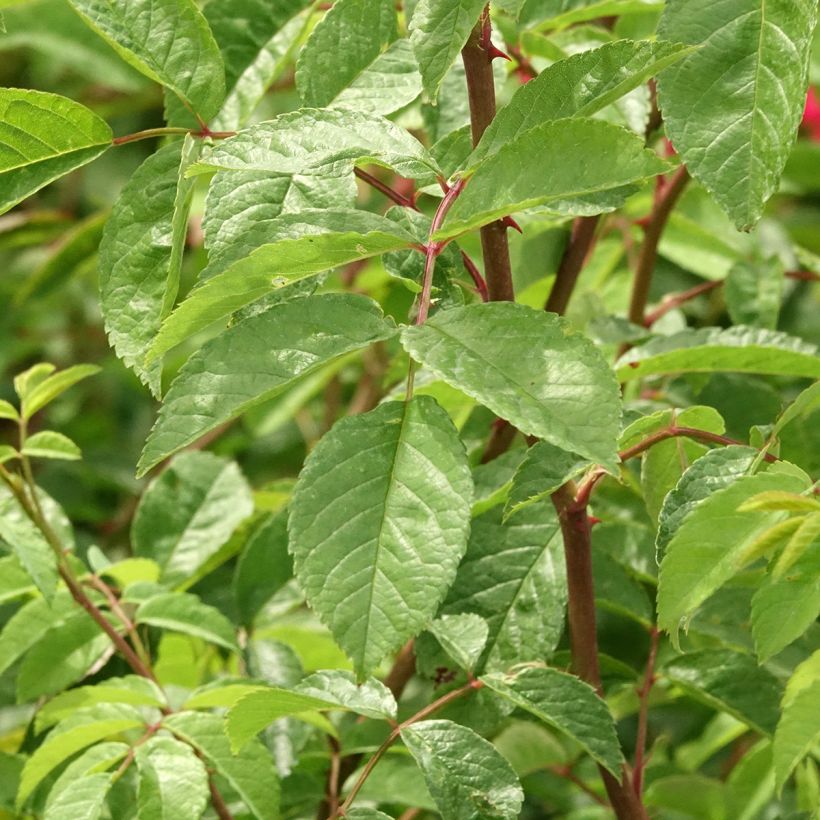 Rosa Wilderode - Kletterrose (Laub)