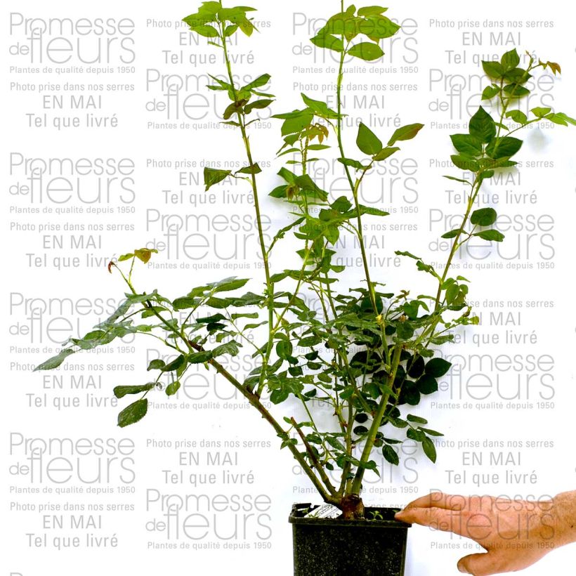 Beispiel eines Exemplars von Rosa Heritage - Englische Rose Topf mit 4L/5L wie geliefert