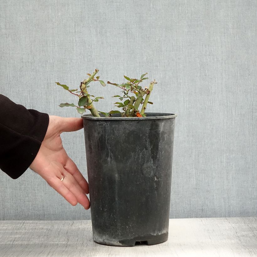 Exemplar von Rosa Jubilé du Prince de Monaco - Kletterrose Topf mit 4L/5L wie im Herbst geliefert