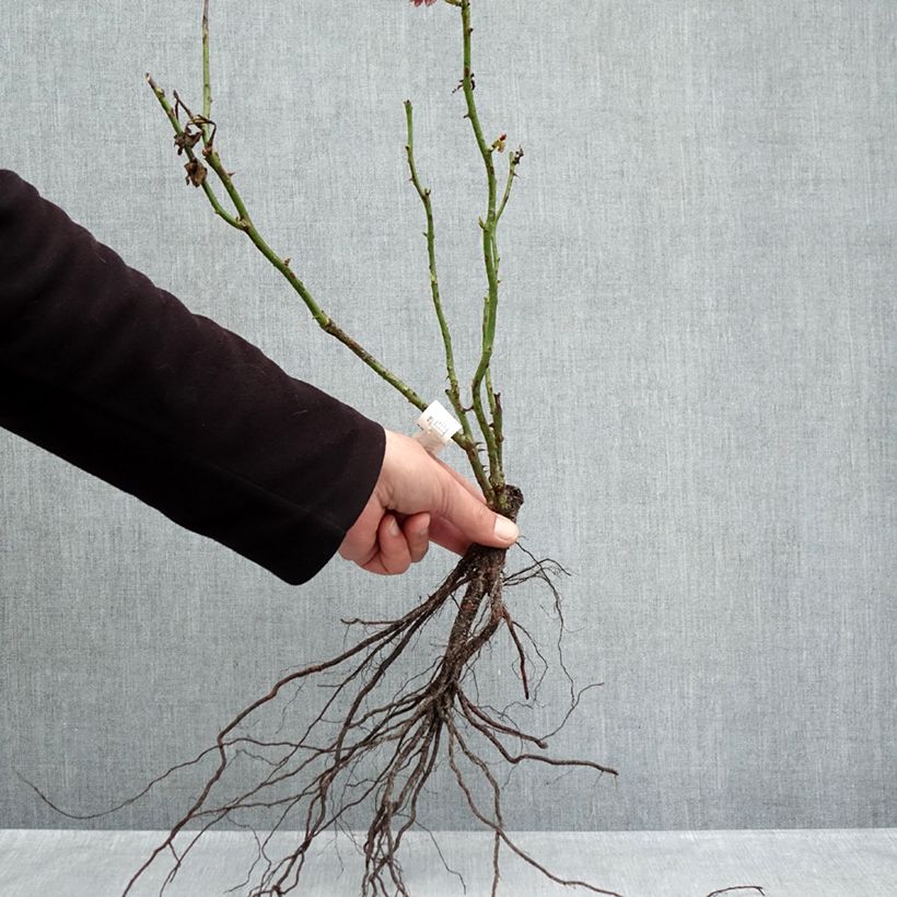 Exemplar von Rosa Jubilé du Prince de Monaco - Kletterrose Wurzelnackt wie im Winter geliefert