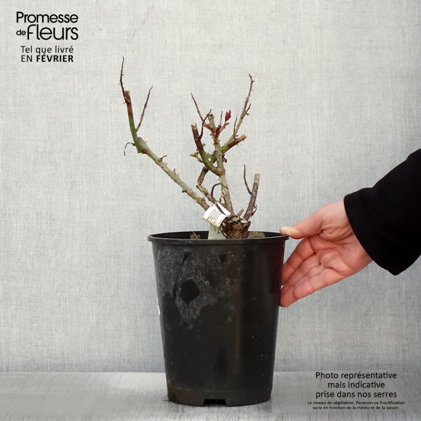 Exemplar von Rosa Rosier Leo Ferré - Edelrose Topf mit 4L/5L wie im Winter geliefert