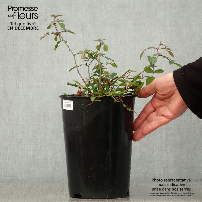 Exemplar von Rosa Adélaïde d’Orléans - Rambler-Rose Topf mit 4L/5L wie im Herbst geliefert