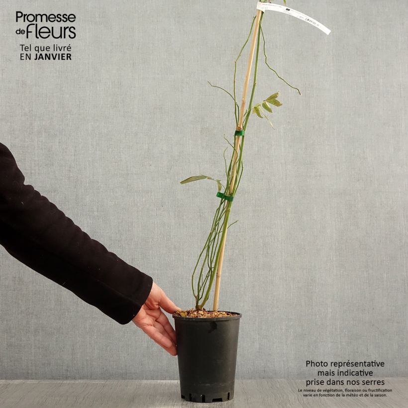 Exemplar von Rosa banksiae Purezza - Meran-Rose Topf mit 2L/3L wie im Winter geliefert