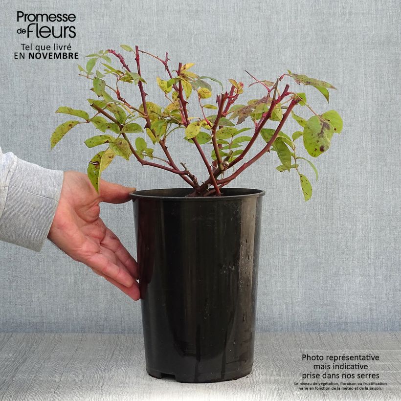 Exemplar von Rosa multiflora Bobbie James - Rambler-Rose Topf mit 4L/5L wie im Herbst geliefert