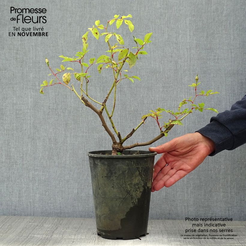 Exemplar von Rosa filipes Kiftsgate - Rambler-Rose Topf mit 4L/5L wie im Herbst geliefert