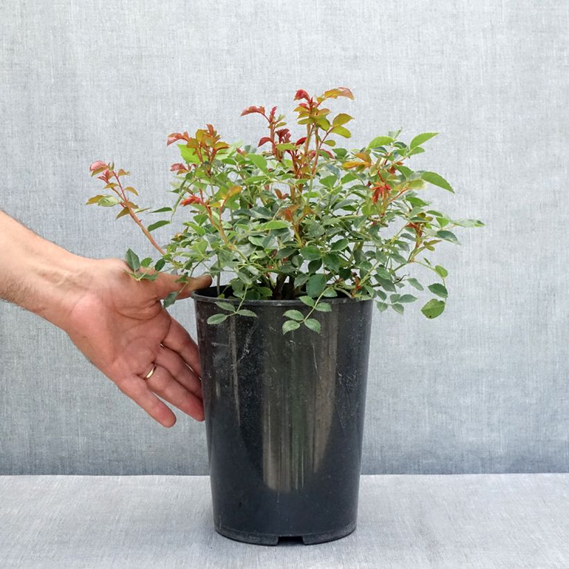 Exemplar von Rosa wichuraiana François Juranville - Rambler-Rose Topf mit 4L/5L wie im Sommer geliefert