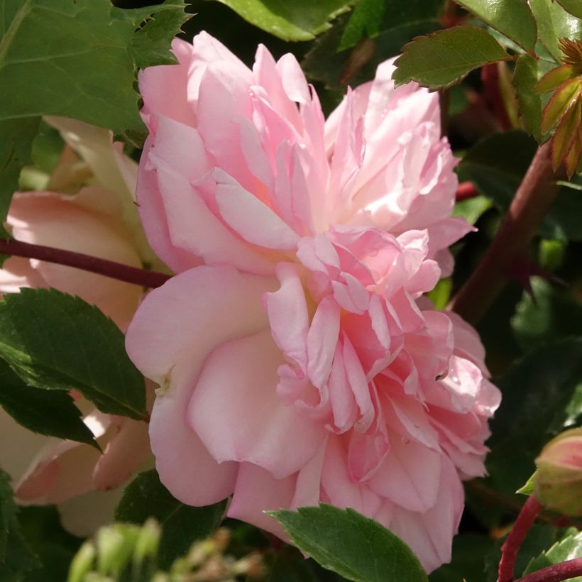 Rosa wichuraiana François Juranville - Rambler-Rose (Blüte)