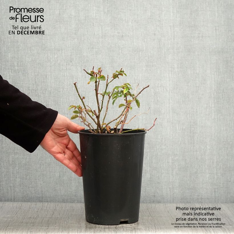 Exemplar von Rosa wichuraiana Paul Noel - Rambler-Rose Topf mit 4L/5L wie im Herbst geliefert