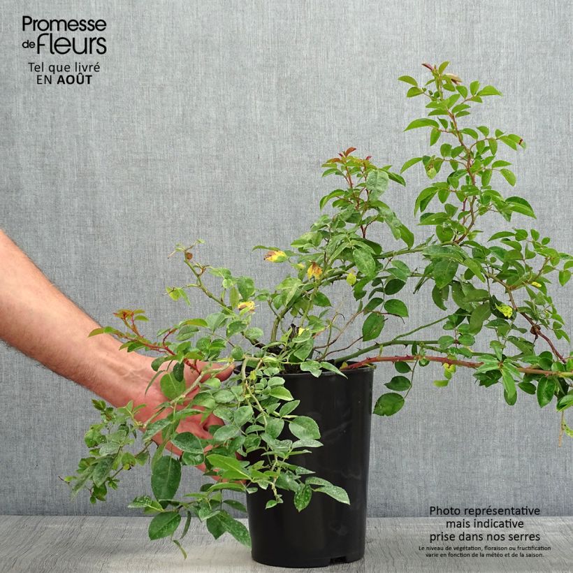 Exemplar von Rosa wichuraiana Paul Noel - Rambler-Rose Topf mit 4L/5L wie im Sommer geliefert