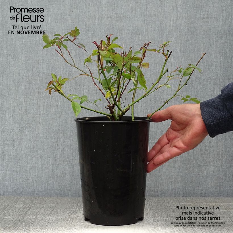 Exemplar von Rosa moschata Paul's Himalayan Musk - Moschus Rambler-Rose Topf mit 4L/5L wie im Herbst geliefert