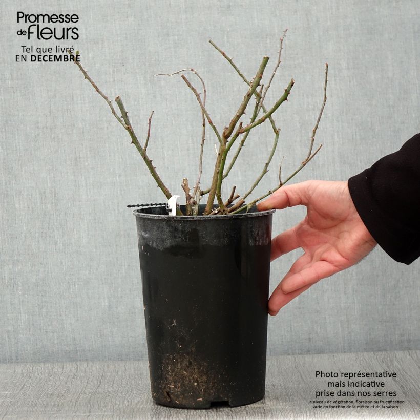 Exemplar von Rosa multiflora Rambling Rector - Alte Rambler-Rose Topf mit 4L/5L wie im Herbst geliefert