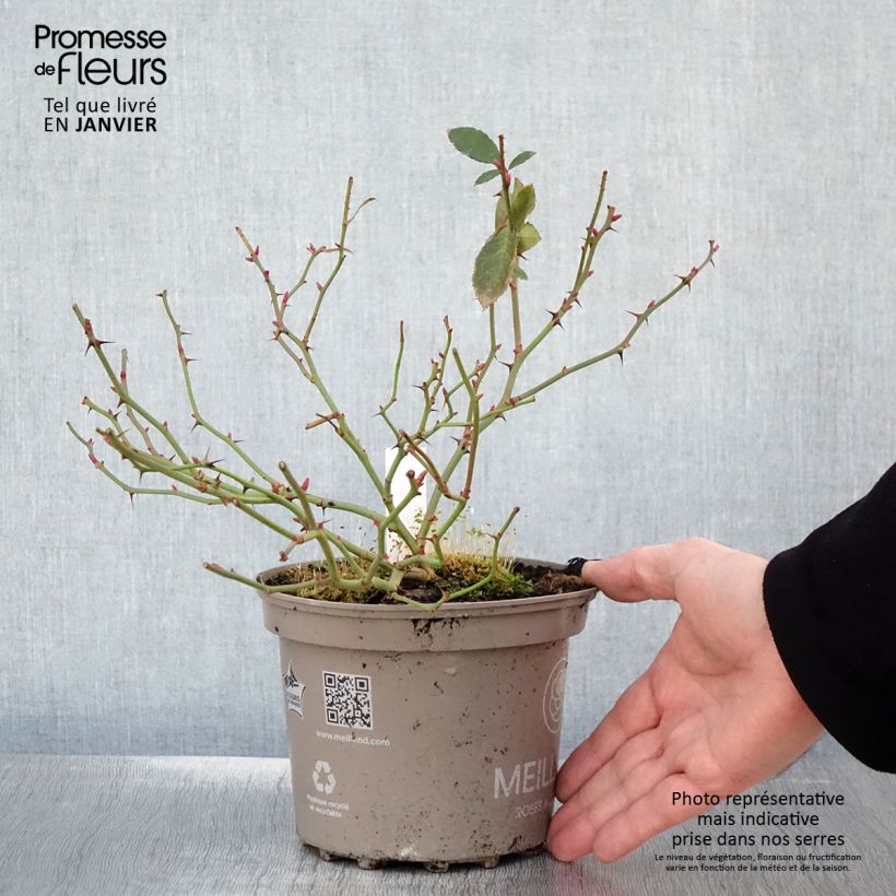 Exemplar von Rosa Meillandecor Pink Chantilly Meilevire - Zwerg-Parkrose Topf mit 4L/5L wie im Winter geliefert