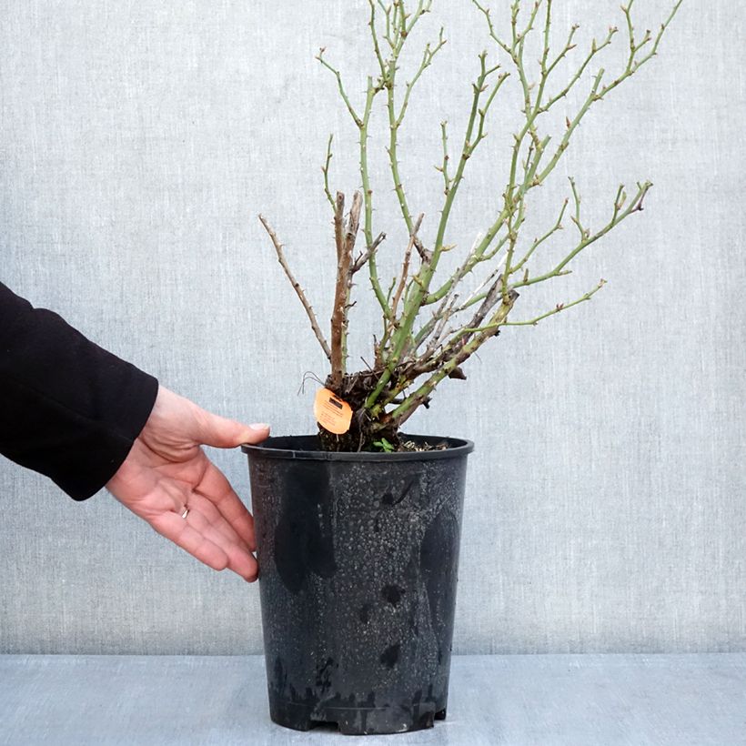 Exemplar von Rosa Belle Symphonie - Zwerg-Parkrose Topf mit 4L/5L wie im Winter geliefert