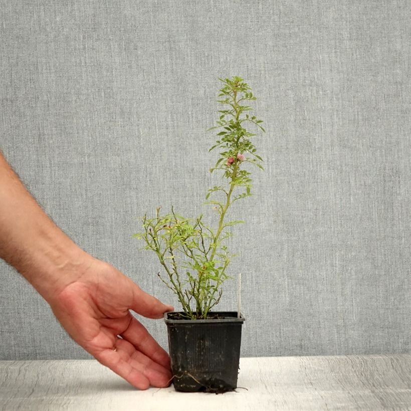 Exemplar von Rosa Cutie Pie - Zwerg-Parkrose Kleine Töpfe von 8/9 cm wie im Sommer geliefert