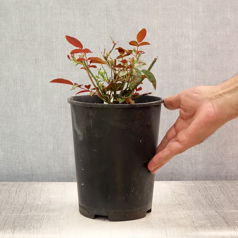Exemplar von Rosa polyantha Orange Morsdag - Zwerg-Parkrose Topf mit 3L/4L wie im Sommer geliefert