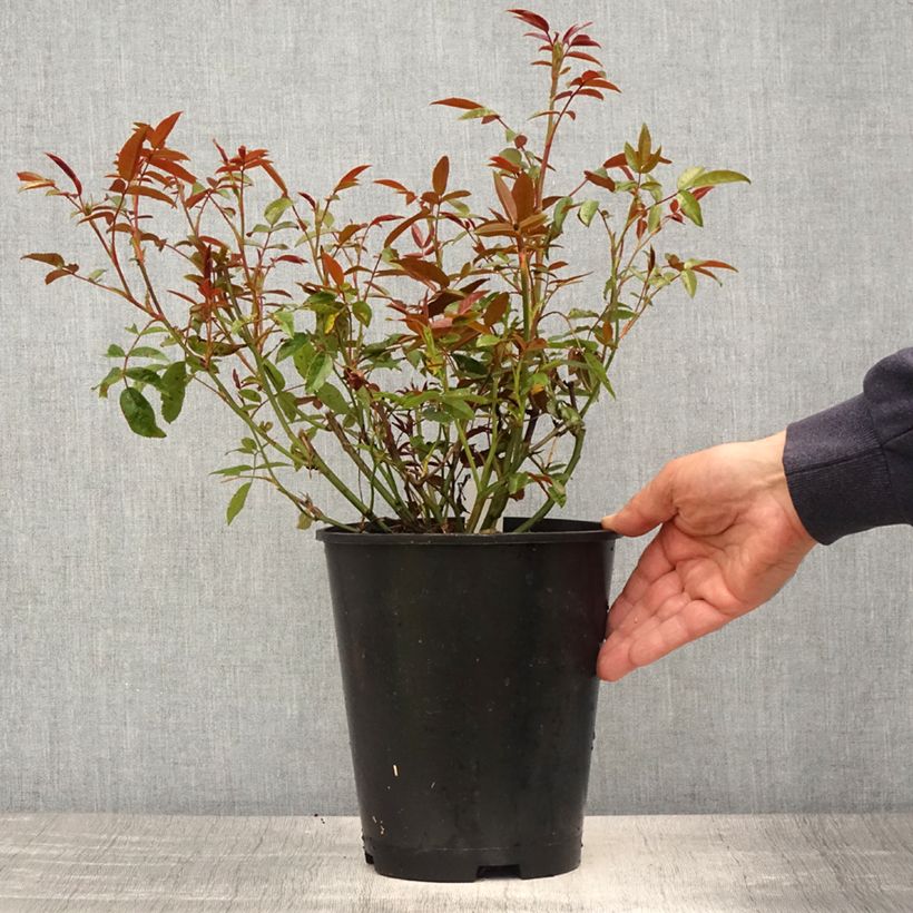 Exemplar von Rosa polyantha Orange Morsdag - Zwerg-Parkrose Topf mit 3L/4L wie im Frühjahr geliefert