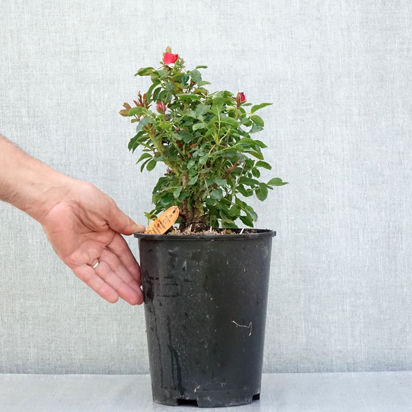 Exemplar von Rosa Tilt Symphonie - Zwerg-Parkrose Topf mit 4L/5L wie im Sommer geliefert