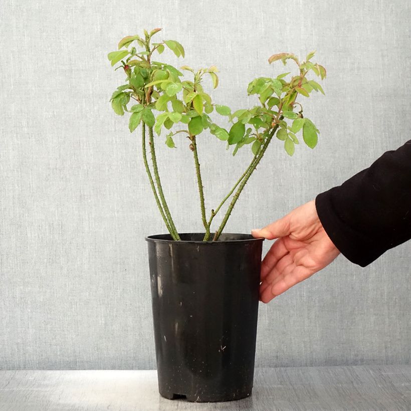 Exemplar von Rosa Portland Mme Boll - Historische Rose Topf mit 4L/5L wie im Frühjahr geliefert