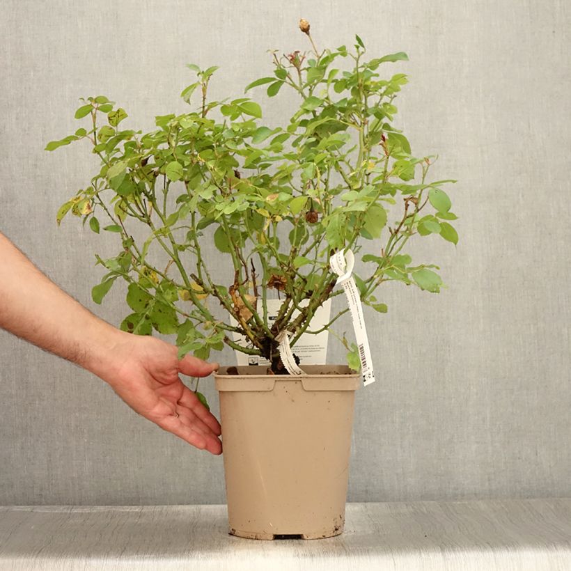 Exemplar von Rosa polyantha Bordure Nacrée 'Delcrouf' - Zwerg-Parkrose Topf mit 4L/5L wie im Sommer geliefert