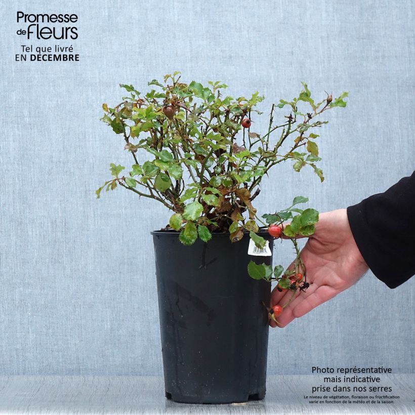 Exemplar von Rosa persica Cream Babylon Eyes - Zwerg-Parkrose Topf mit 4L/5L wie im Herbst geliefert