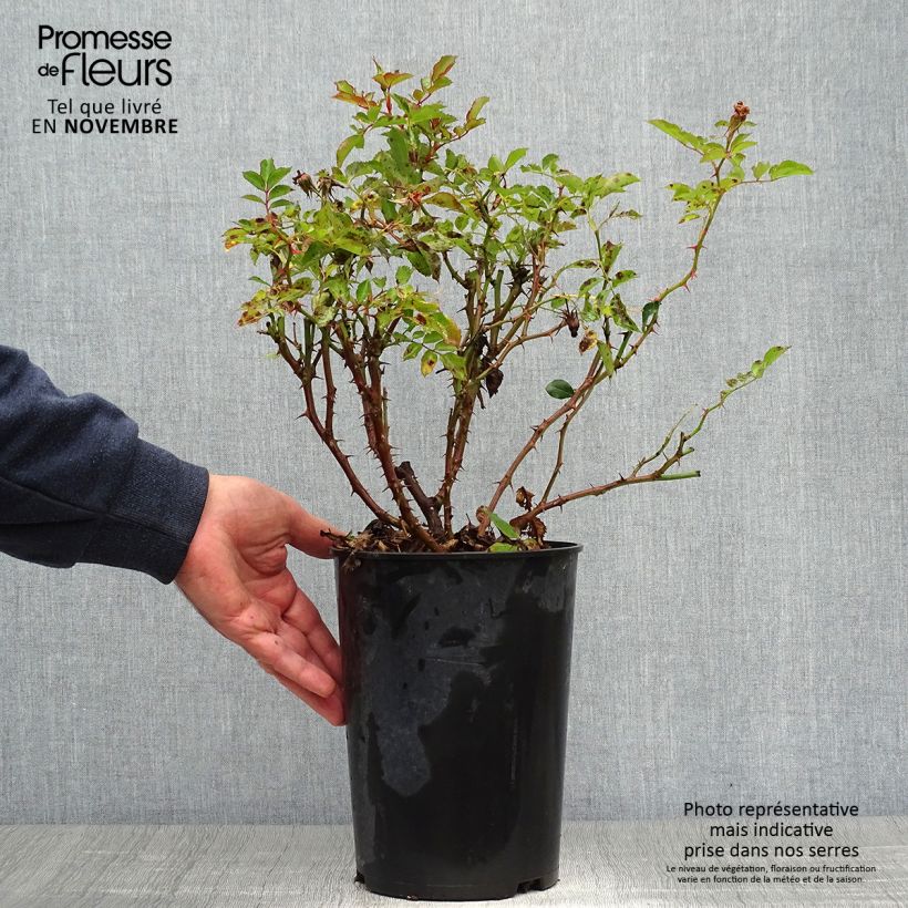 Exemplar von Rosa persica Fancy Babylon Eyes - Zwerg-Parkrose Topf mit 4L/5L wie im Herbst geliefert