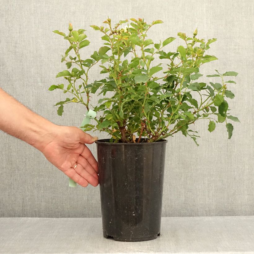 Exemplar von Rosa persica Fancy Babylon Eyes - Zwerg-Parkrose Topf mit 4L/5L wie im Sommer geliefert