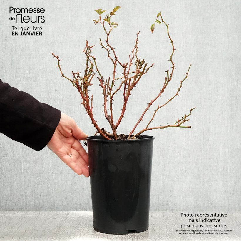 Exemplar von Rosa persica Fancy Babylon Eyes - Zwerg-Parkrose Topf mit 4L/5L wie im Winter geliefert