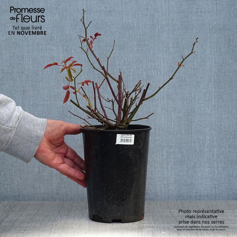 Exemplar von Rosa polyantha Rood Moorsdag - Zwerg-Parkrose Topf mit 3L/4L wie im Herbst geliefert