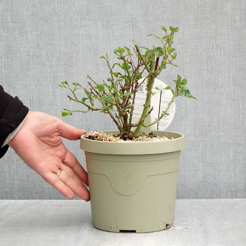 Exemplar von Rosa polyantha Lilliputs Mandarin - Zwerg-Parkrose Topf mit 1,5L/2L wie im Herbst geliefert