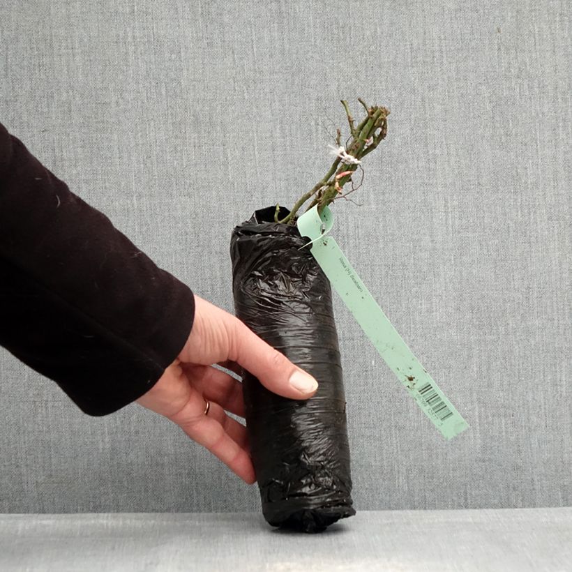 Exemplar von Rosa polyantha Lilliputs Roxy - Zwerg-Parkrose Wurzelnackt in Beutel wie im Winter geliefert