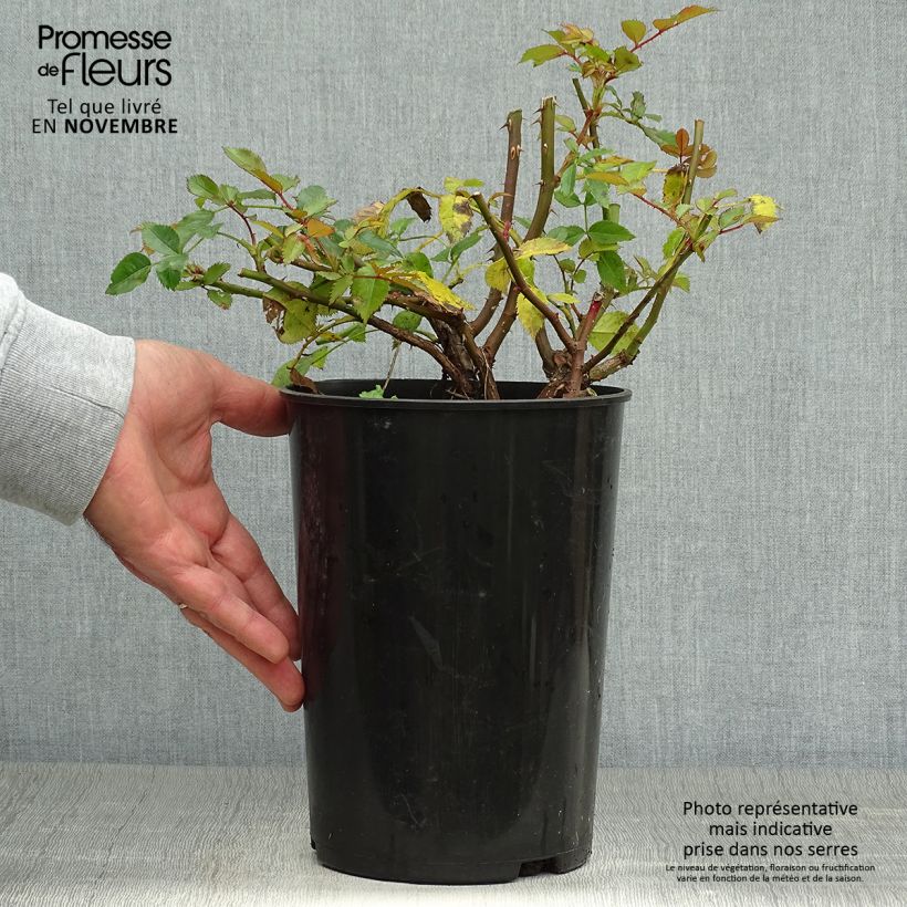 Exemplar von Rosa persica Maestro Babylon Eyes - Zwerg-Parkrose Topf mit 4L/5L wie im Herbst geliefert