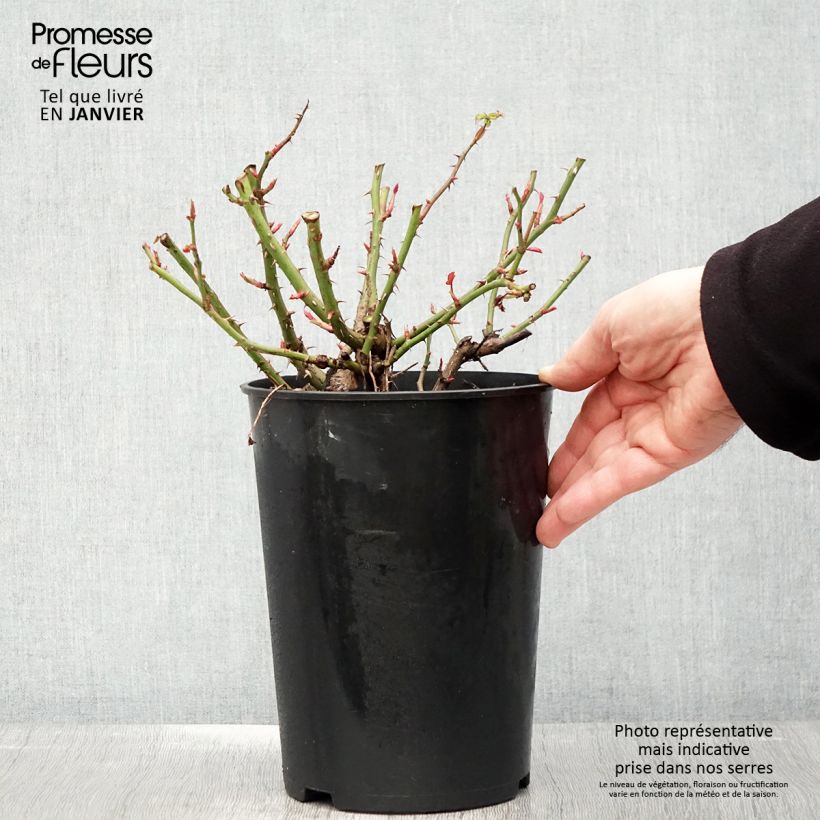 Exemplar von Rosa persica Maestro Babylon Eyes - Zwerg-Parkrose Topf mit 4L/5L wie im Winter geliefert