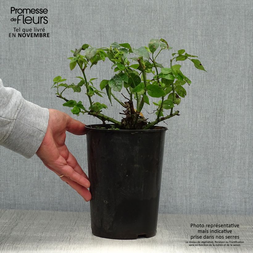 Exemplar von Rosa polyantha Lemon Fizz Kolorscape - Zwerg-Parkrose Topf mit 3L/4L wie im Herbst geliefert