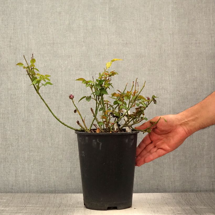Exemplar von Rosa polyantha Meillandina Lavender - Zwerg-Parkrose Topf mit 4L/5L wie im Sommer geliefert