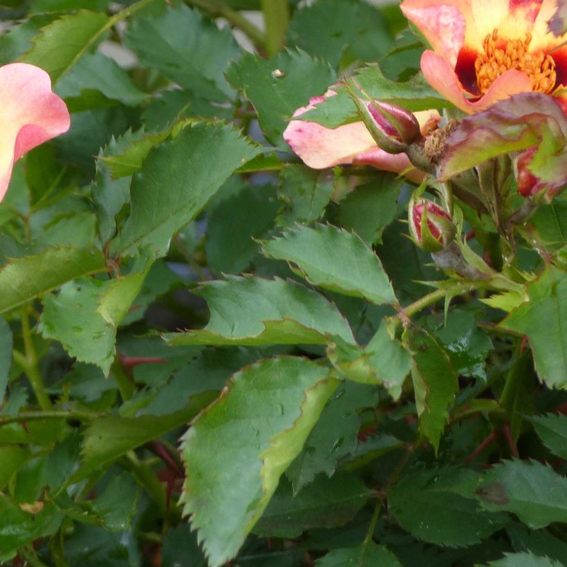 Rosa persica Pastel Babylon Eyes - Zwerg-Parkrose (Laub)