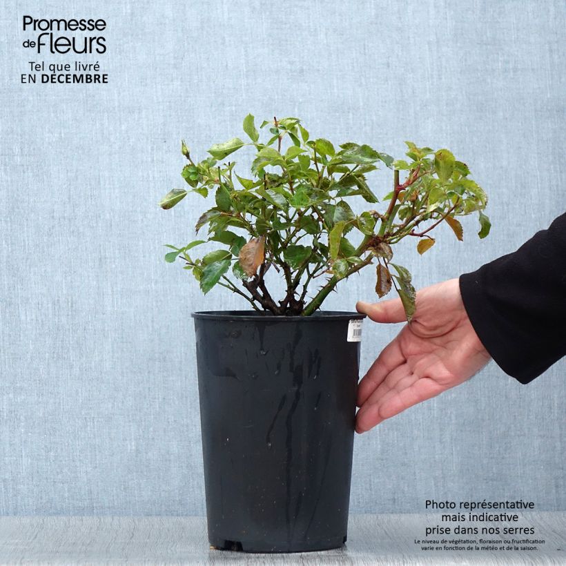 Exemplar von Rosa persica Pastel Babylon Eyes - Zwerg-Parkrose Topf mit 4L/5L wie im Herbst geliefert