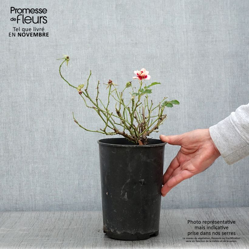 Exemplar von Rosa persica Queen Babylon Eyes - Zwerg-Parkrose Topf mit 4L/5L wie im Herbst geliefert
