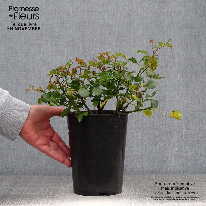 Exemplar von Rosa polyantha Schneeküsschen - Zwerg-Parkrose Topf mit 2L/3L wie im Herbst geliefert