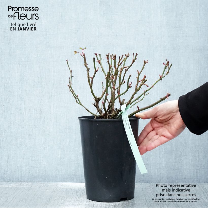 Exemplar von Rosa persica Sweet Babylon Eyes - Zwerg-Parkrose Topf mit 4L/5L wie im Winter geliefert