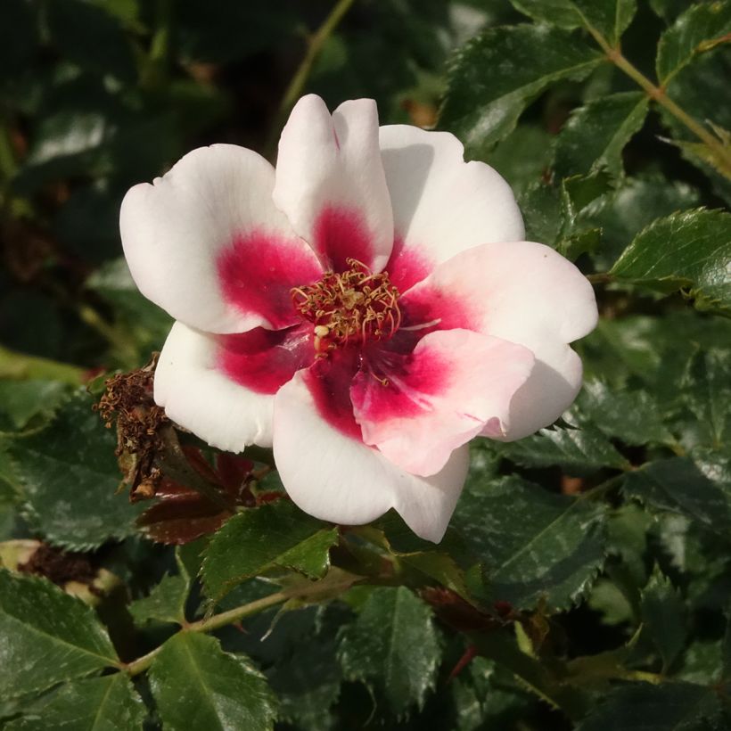Rosa persica Sweet Babylon Eyes - Zwerg-Parkrose (Blüte)