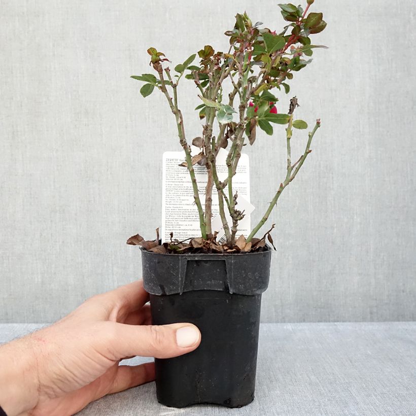 Exemplar von Rosa polyantha Zepeti Meibenbino - Zwerg-Parkrose Topf 10 cm/11cm wie im Herbst geliefert
