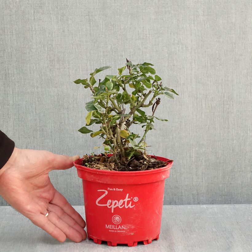 Exemplar von Garten-Kürbis Gelbe Bio - Ferme de Sainte Marthe die Tüte mit 15 Samen ungefähr wie im Herbst geliefert