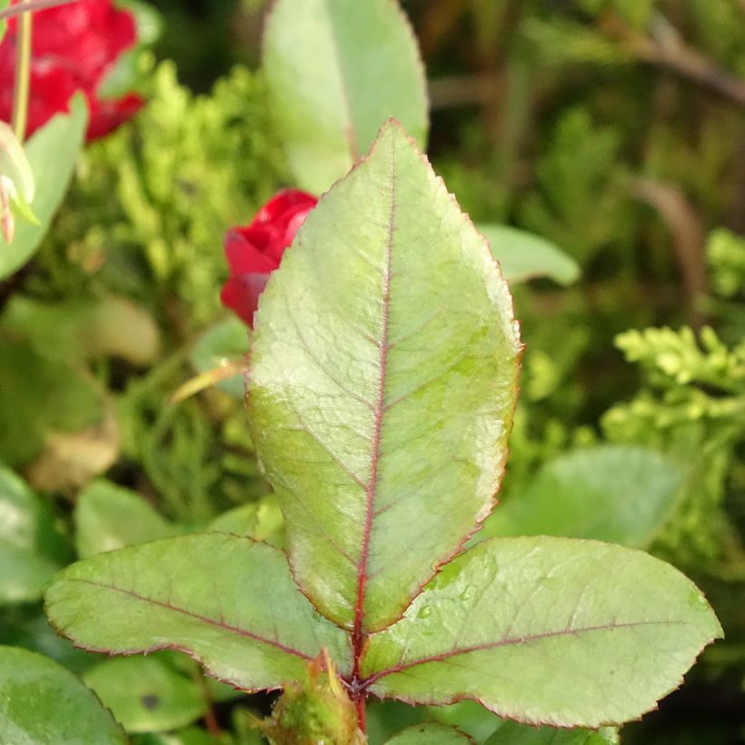 Rosa polyantha Zepeti Meibenbino - Zwerg-Parkrose (Laub)